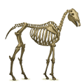 draft horse skeleton