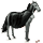 pony vampire