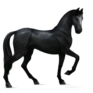 riding horse selle français light gray