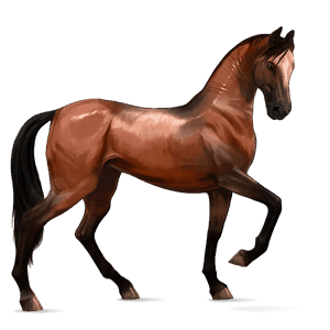 riding horse selle français chestnut