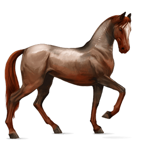 riding horse appaloosa palomino blanket 
