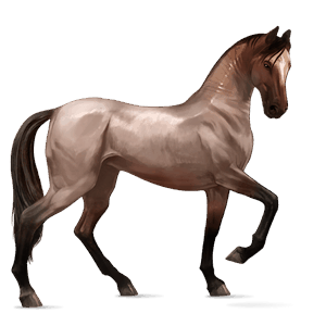 riding horse thoroughbred roan