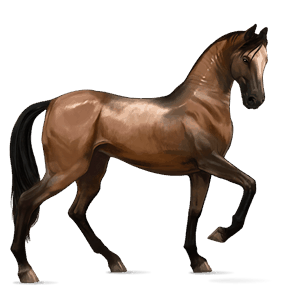 riding horse thoroughbred black