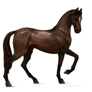 riding horse purebred spanish horse dapple gray