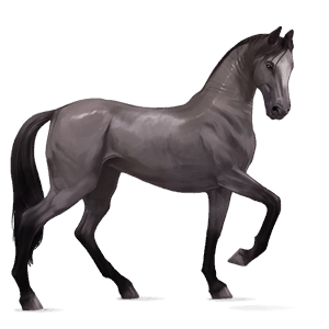 riding horse arabian horse dark bay