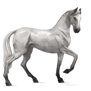 riding horse hanoverian dapple gray
