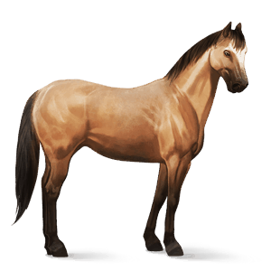 riding horse quarter horse dapple gray