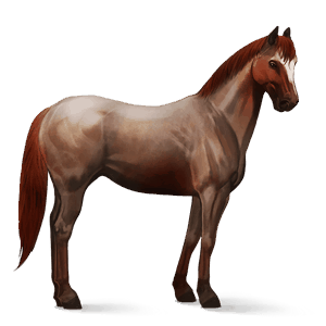 riding horse dun blanket 