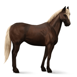 riding horse akhal-teke dun