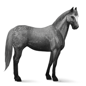 riding horse quarter horse dapple gray