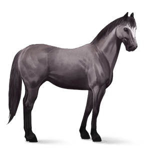 riding horse mustang mouse gray