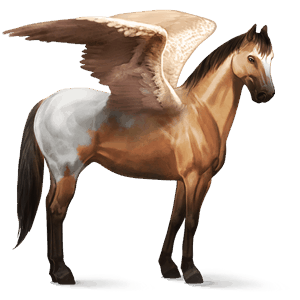 riding pegasus appaloosa dun spotted blanket