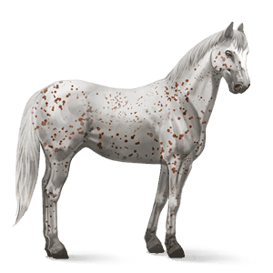 riding horse appaloosa chestnut blanket 