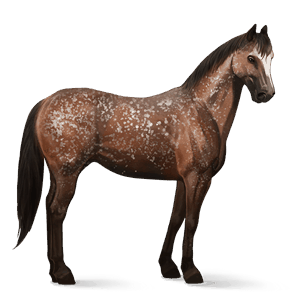 riding horse appaloosa bay snowflake 