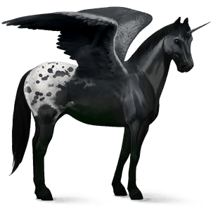 winged riding unicorn appaloosa black spotted blanket 