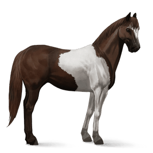 riding horse paint horse liver chestnut tobiano