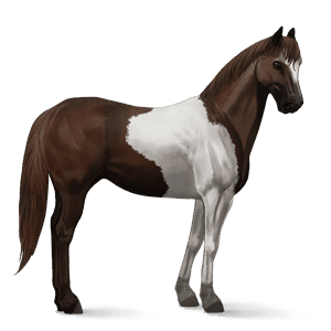 riding horse thoroughbred dark bay