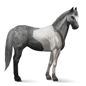 riding horse paint horse dapple gray tobiano