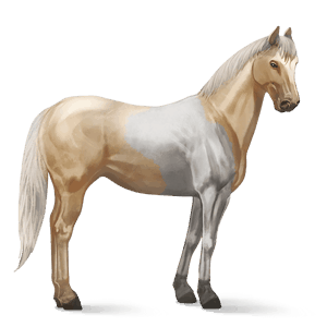 riding horse appaloosa bay blanket 