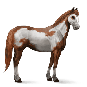 riding horse paint horse chestnut overo