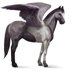 riding pegasus bay