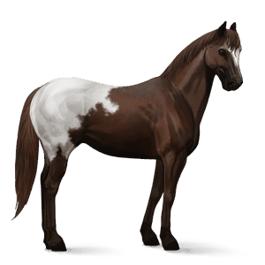 riding horse arabian horse dapple gray