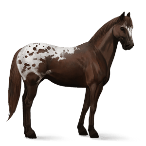 riding horse selle français chestnut