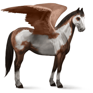 riding pegasus bay overo