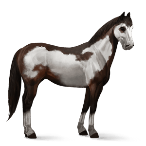 riding horse appaloosa chestnut spotted blanket 