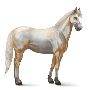 riding horse paint horse palomino overo