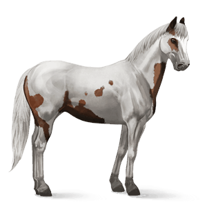 riding horse arabian horse dapple gray