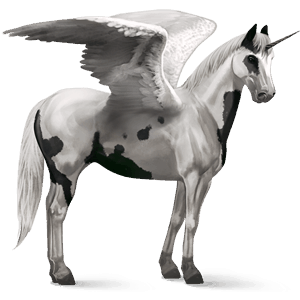 winged riding unicorn black overo