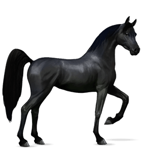 riding horse dapple gray