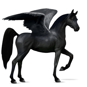 riding pegasus dark bay