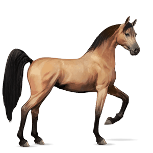 riding horse arabian horse dapple gray