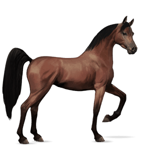 riding horse arabian horse liver chestnut