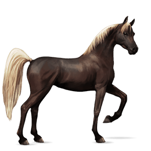 riding horse arabian horse strawberry roan