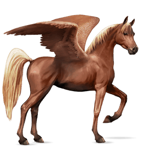 riding pegasus appaloosa black snowflake 