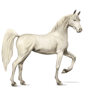 riding horse arabian horse black