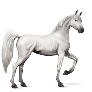 riding horse arabian horse light gray
