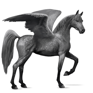 riding pegasus arabian horse liver chestnut
