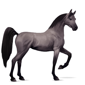 riding horse arabian horse liver chestnut
