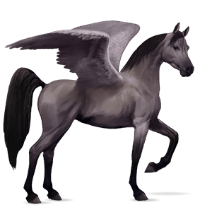 riding pegasus shagya arabian mouse gray