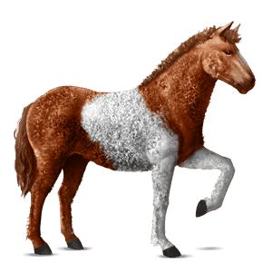 riding horse curly dapple gray