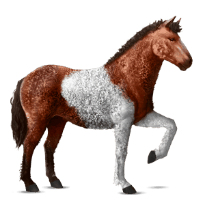 riding horse appaloosa bay spotted blanket 