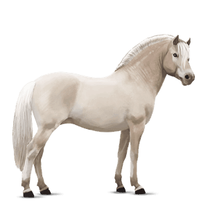 pony ulsblakk