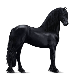 riding horse tennessee walker black