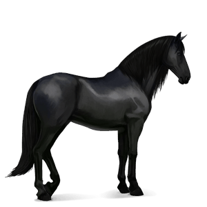 riding horse thoroughbred black