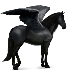 riding pegasus purebred spanish horse black