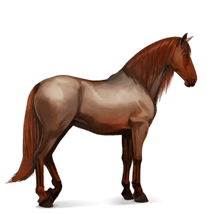 riding horse quarter horse strawberry roan